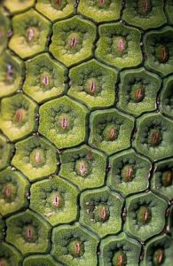 Pascal Canfin Apotre Decroissance